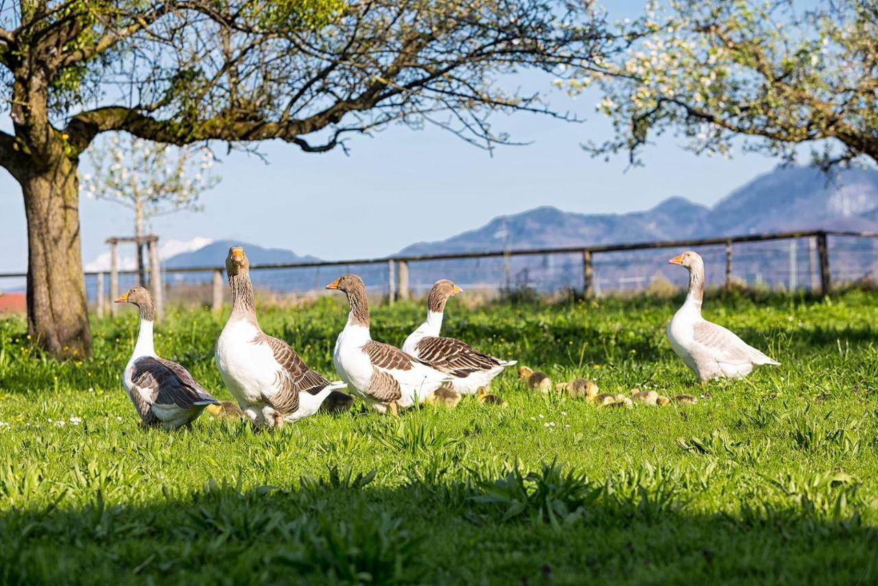 Zaisslhausl Hof Ferienwohnungen Übersee Buitenkant foto